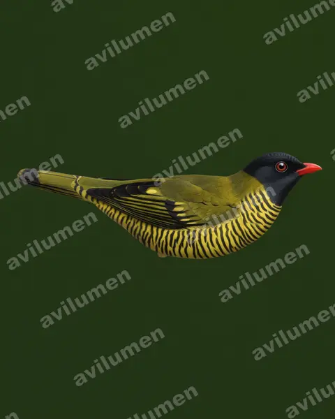 Illustration im Stil Realistisch: Barred Fruiteater (Pipreola arcuata)