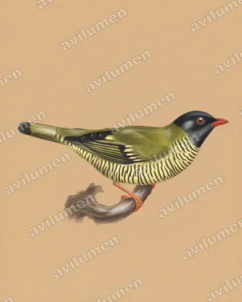 Illustration im Stil Buntstift: Barred Fruiteater (Pipreola arcuata)
