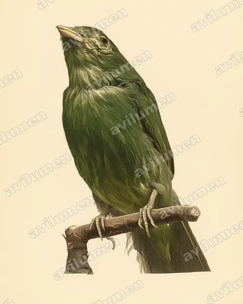 Illustration im Stil Historische Tafel: Golden-breasted Fruiteater (Pipreola aureopectus)