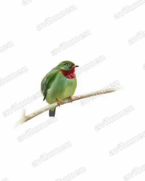 Illustration im Stil Aquarell: Fiery-throated Fruiteater (Pipreola chlorolepidota)