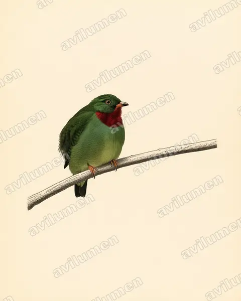 Illustration im Stil Historische Tafel: Fiery-throated Fruiteater (Pipreola chlorolepidota)
