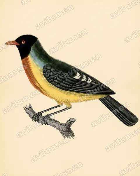 Ilustración en Lámina antigua: Pipreola formosa (Frutero hermoso​)