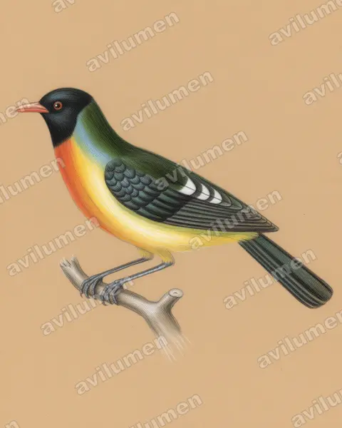Ilustración en Lápiz de color: Pipreola formosa (Frutero hermoso​)