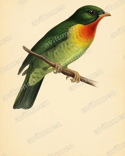 Ilustración en Lámina antigua: Pipreola frontalis (Frutero pechirrojo)