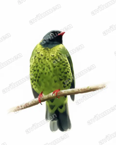 Band-tailed Fruiteater（Pipreola intermedia）的水彩插画