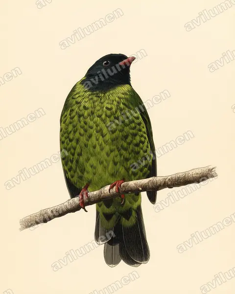 Band-tailed Fruiteater（Pipreola intermedia）的古典图版插画