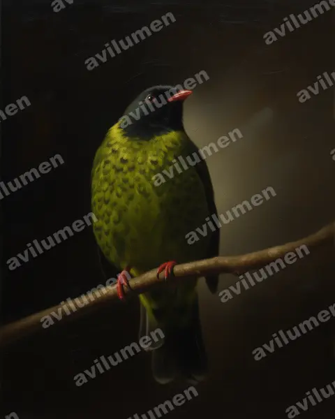 Band-tailed Fruiteater（Pipreola intermedia）的油画插画