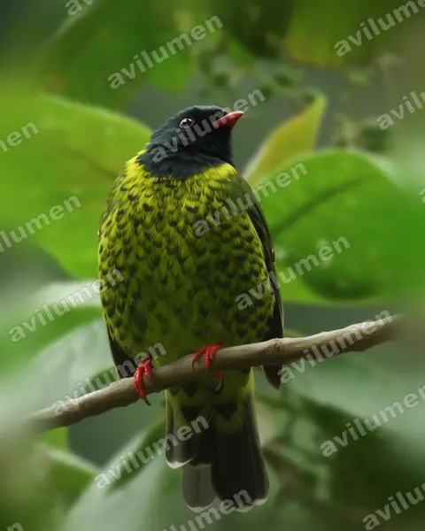 Band-tailed Fruiteater（Pipreola intermedia）的写实插画
