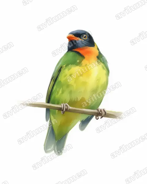 Ilustración en Acuarela: Pipreola jucunda (Frutero pechinaranja​)