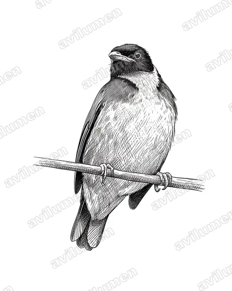 Ilustración en Tinta: Pipreola jucunda (Frutero pechinaranja​)