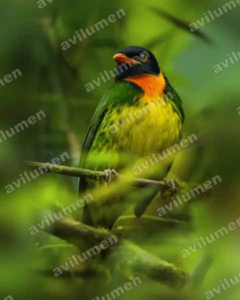 Ilustración en Realista: Pipreola jucunda (Frutero pechinaranja​)