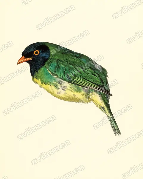 Vintage plate illustration: Pipreola lubomirskii (Black-chested Fruiteater)