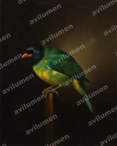 Oil illustration: Pipreola lubomirskii (Black-chested Fruiteater)