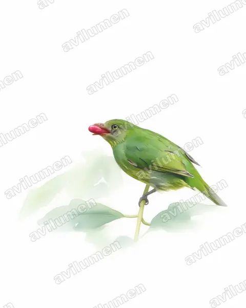 Illustration Aquarelle : Pipreola pulchra (Masked Fruiteater)