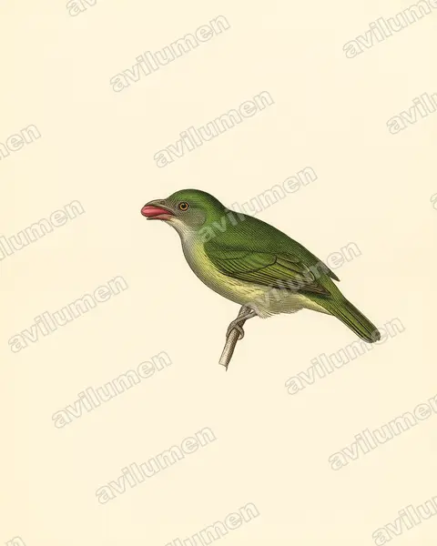 Illustration Planche ancienne : Pipreola pulchra (Masked Fruiteater)