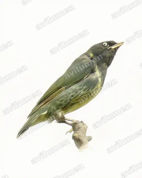 Illustration Aquarelle : Pipreola riefferii (Cotinga vert et noir)
