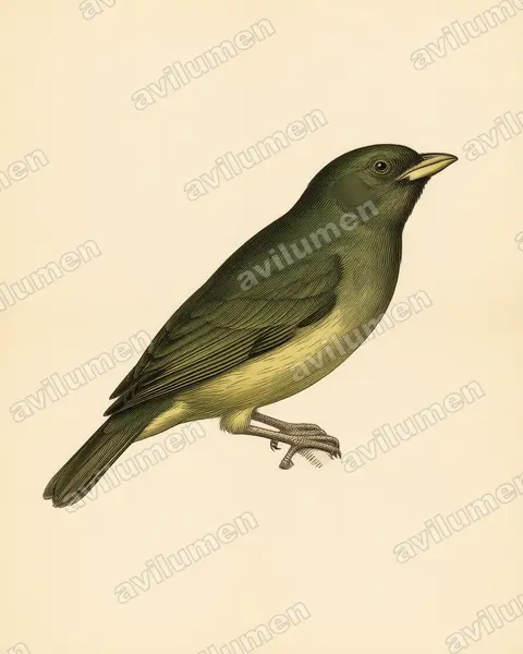 Illustration Planche ancienne : Pipreola riefferii (Cotinga vert et noir)