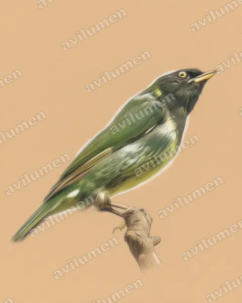 Illustration Crayon de couleur : Pipreola riefferii (Cotinga vert et noir)