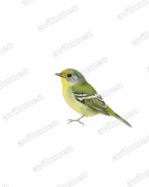 Watercolor illustration: Piprites chloris (Wing-barred Piprites)