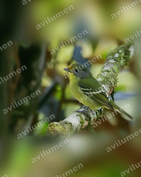 Realistic illustration: Piprites chloris (Wing-barred Piprites)