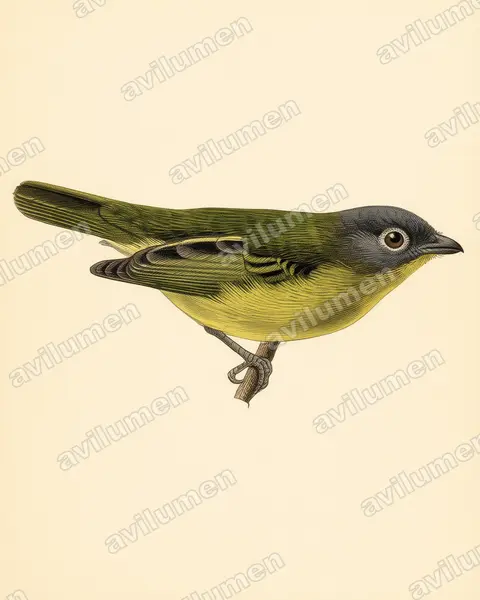 Vintage plate illustration: Piprites griseiceps (Grey-headed Piprites)