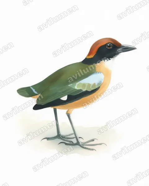 Ilustración en Acuarela: Pitta anerythra (Pita carinegra)