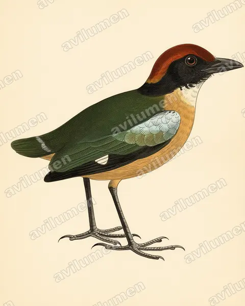 Ilustración en Lámina antigua: Pitta anerythra (Pita carinegra)