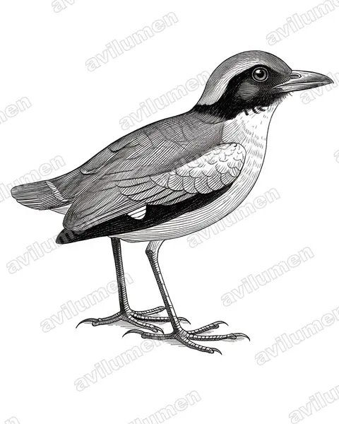 Ilustración en Tinta: Pitta anerythra (Pita carinegra)
