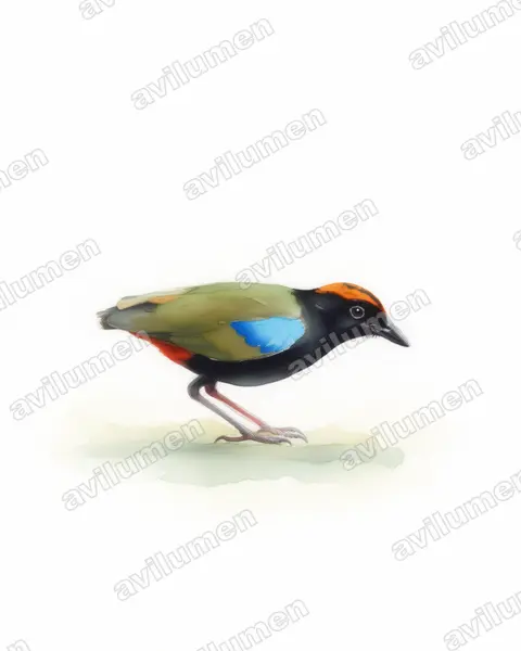 Illustration Aquarelle : Pitta iris (Brève iris)