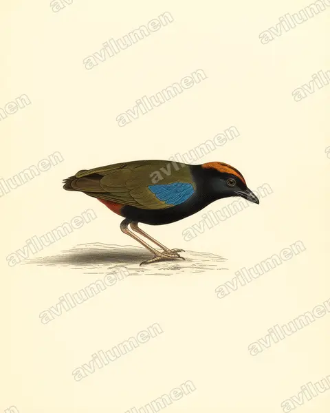 Illustration Planche ancienne : Pitta iris (Brève iris)