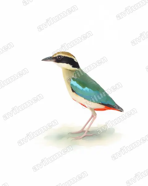 Watercolor illustration: Pitta nympha (Fairy Pitta)