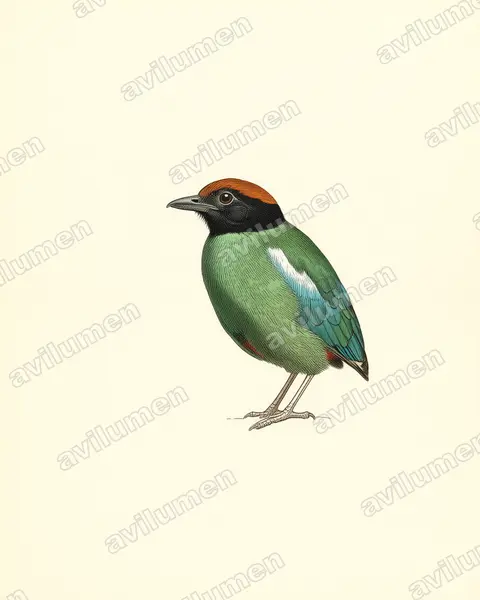 Vintage plate illustration: Pitta sordida (Hooded Pitta)