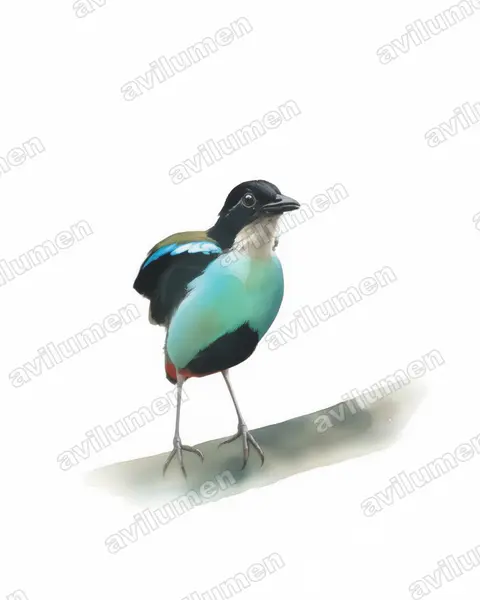 Watercolor illustration: Pitta steerii (Azure-breasted Pitta)
