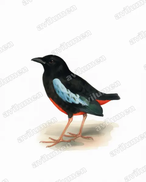 Illustration Aquarelle : Pitta superba (Brève superbe)