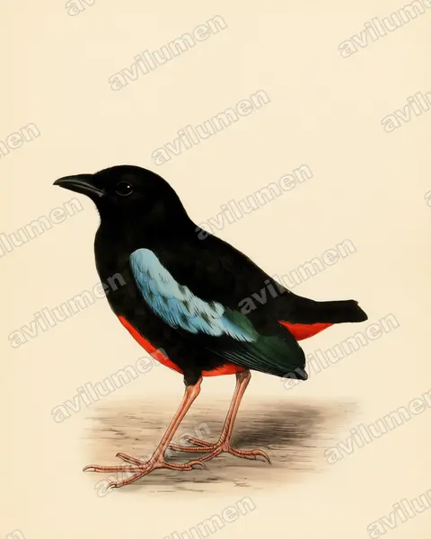 Illustration Planche ancienne : Pitta superba (Brève superbe)