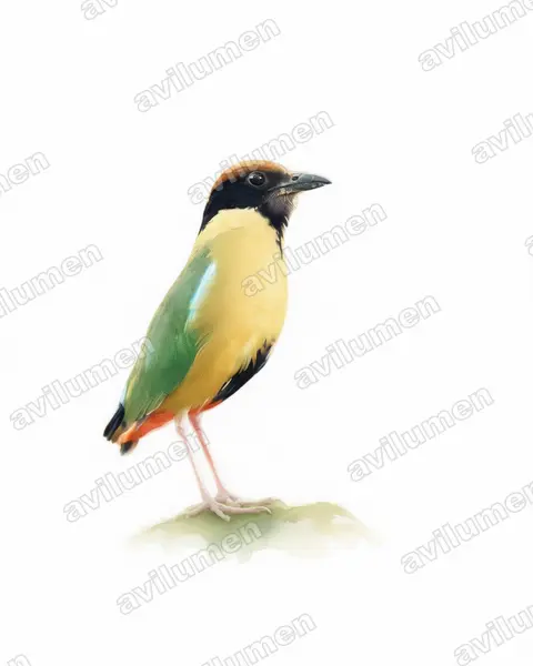 Ilustración en Acuarela: Pitta versicolor (Pita bulliciosa)