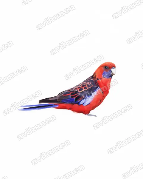 Watercolor illustration: Platycercus elegans (Crimson Rosella)