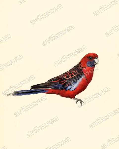 Vintage plate illustration: Platycercus elegans (Crimson Rosella)
