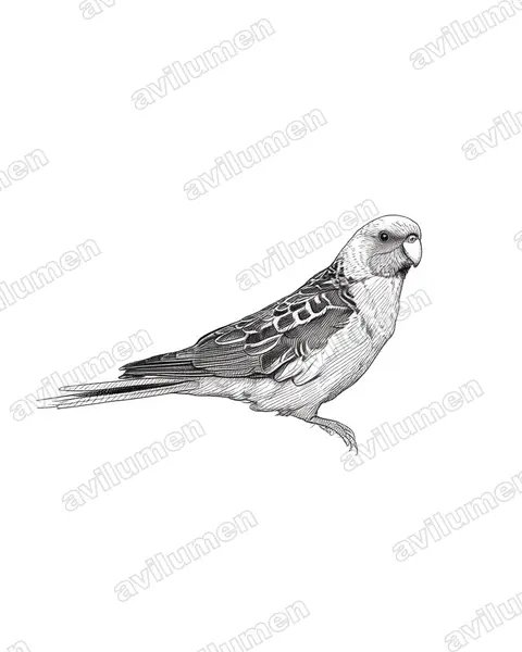 Ink illustration: Platycercus elegans (Crimson Rosella)