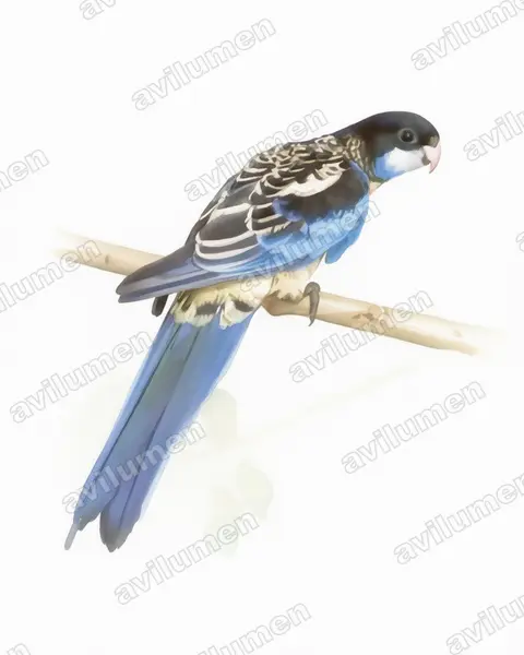 Ilustración en Acuarela: Platycercus venustus (Rosella del norte)