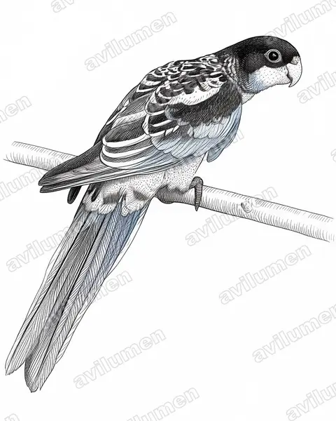 Ilustración en Tinta: Platycercus venustus (Rosella del norte)