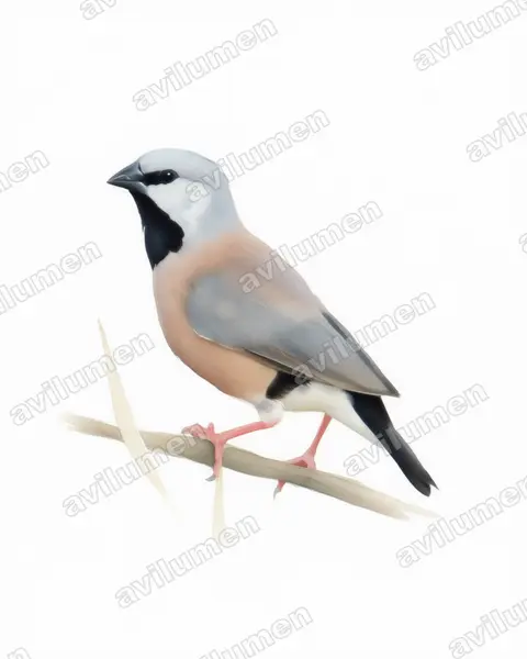 Black-throated finch（Poephila cincta）的水彩插画