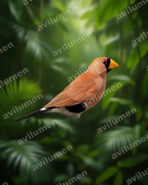 Illustration im Stil Realistisch: Maskenamadine (Poephila personata)