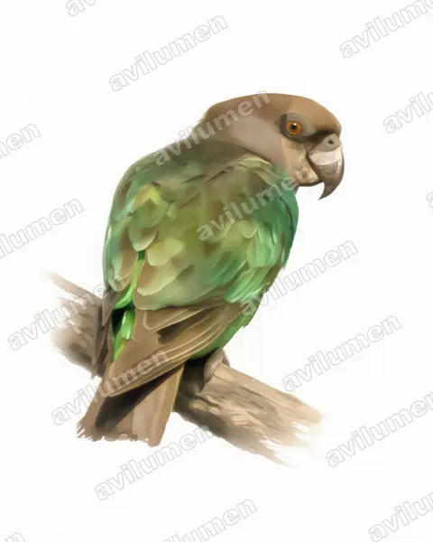 Ilustración en Acuarela: Poicephalus crassus (Lorito niam-niam)