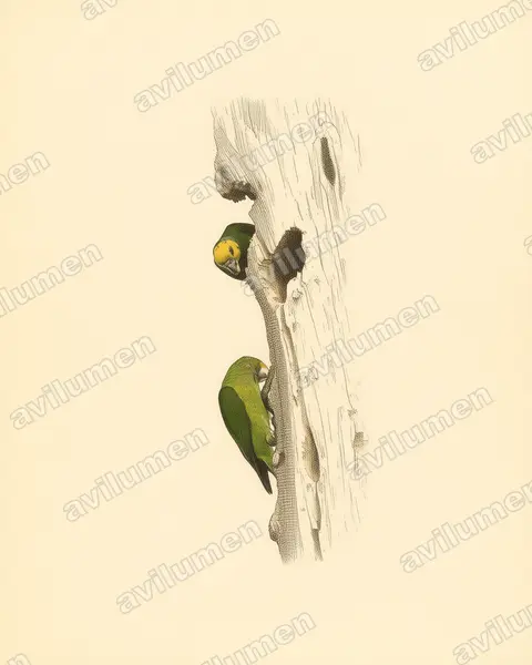 Yellow-fronted Parrot（Poicephalus flavifrons）的古典图版插画