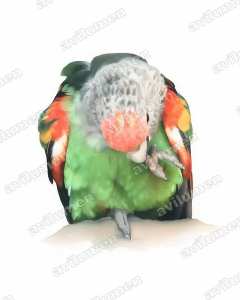 Illustration im Stil Aquarell: Graukopfpapagei (Poicephalus fuscicollis)
