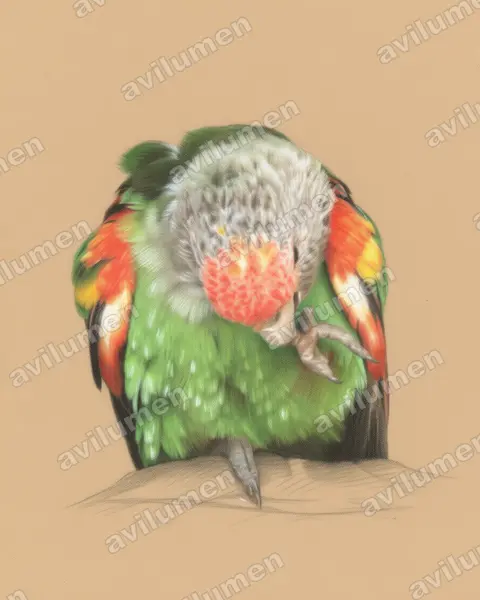 Illustration im Stil Buntstift: Graukopfpapagei (Poicephalus fuscicollis)