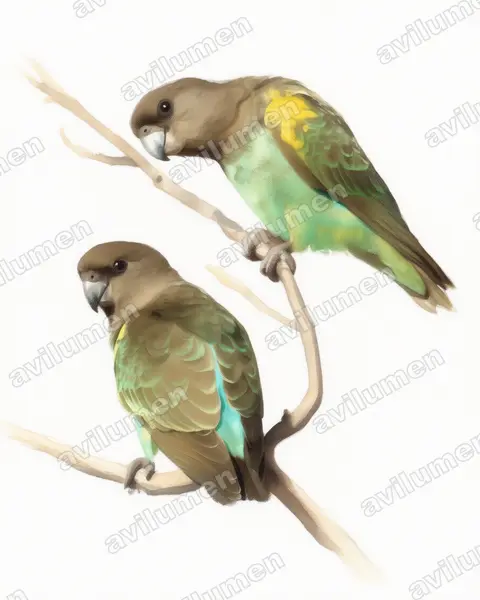 Ilustración en Acuarela: Poicephalus meyeri (Lorito de Meyer​)