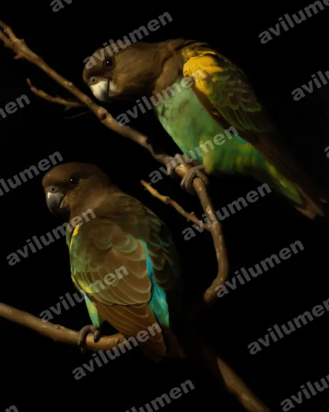 Ilustración en Óleo: Poicephalus meyeri (Lorito de Meyer​)