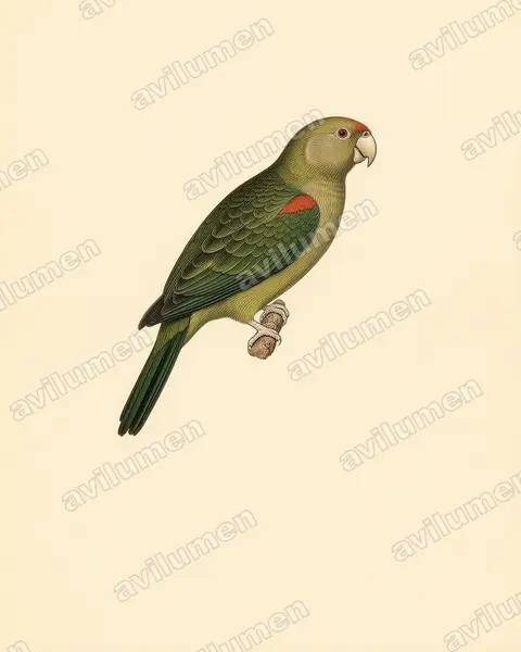 Illustration im Stil Historische Tafel: Kappapagei (Poicephalus robustus)